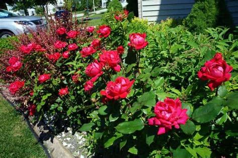 Knockout Roses Care: 5 How To Tips On Caring For Knockout Roses