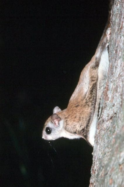 Restoring habitat for West Virginia northern flying squirrel | US ...