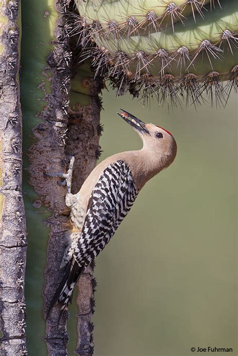 Gila Woodpecker – Joe Fuhrman Photography