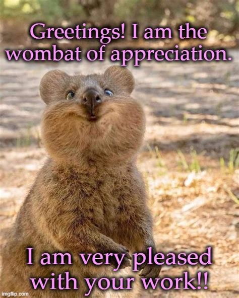 Crazy Wombat Memes - Imgflip