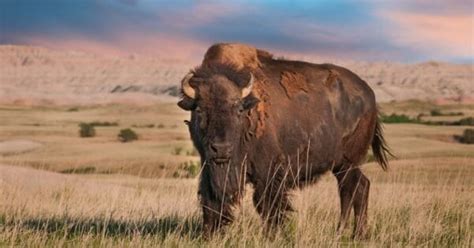 Discover the Largest Bison Herd in America - It's in Yellowstone ...