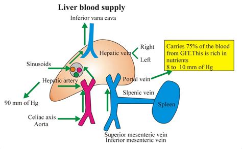 Liver Anatomy - Labpedia.net