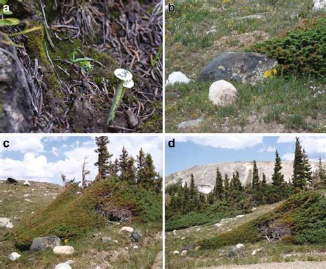 Developmental chronology of new subalpine forest formation at a higher... | Download Scientific ...