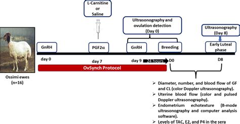 Schematic diagram of the experimental design of this study | Download ...