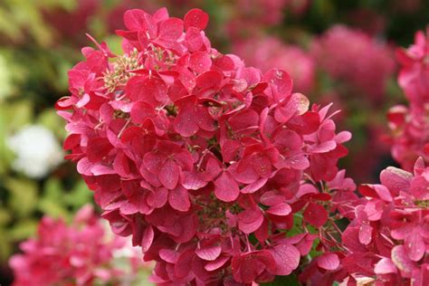 Hydrangea Paniculata Varieties | HGTV