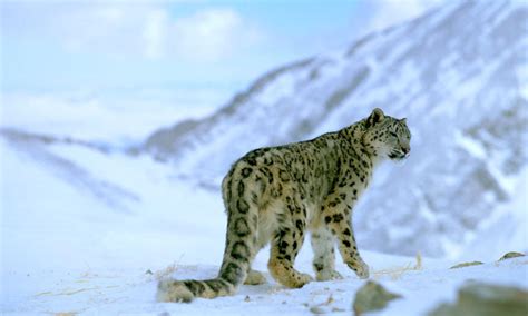 Where do snow leopards live? And nine other snow leopard facts | Stories | WWF