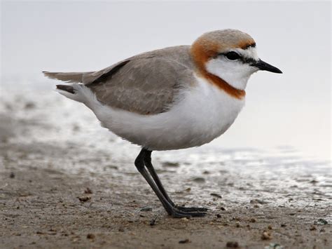 Chestnut-banded Plover - eBird