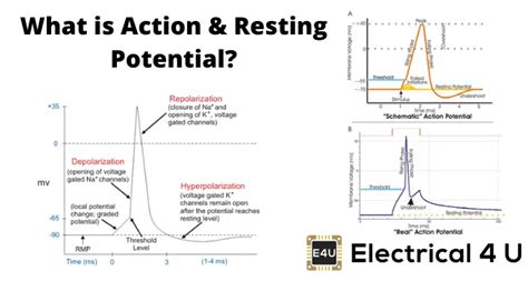 Action Potential and Resting Potential | Electrical4U