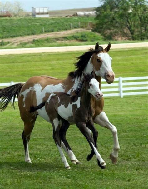 paint mare and foal Baby Horses, Cute Horses, Pretty Horses, Wild Horses, Animals And Pets, Baby ...