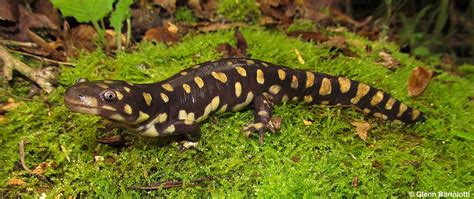 Tiger Salamanders: Fierce Subterranean Amphibians