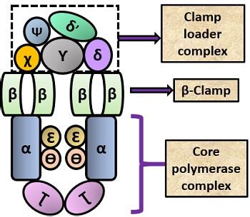 Rna Polymerase In Prokaryotes