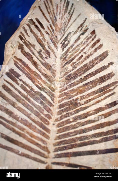 Cycad leaf impression fossil Stock Photo: 53814220 - Alamy