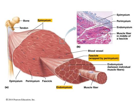 PPT - Skeletal Muscle Tissue PowerPoint Presentation, free download - ID:6037354