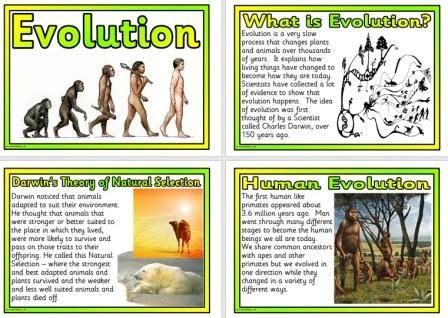 Human Evolution Worksheet For Kids – Thekidsworksheet