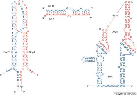 Antisense RNAs everywhere?: Trends in Genetics