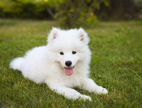 Samoyed Dog Breed Information, Pictures, Characteristics & Facts - Dogtime