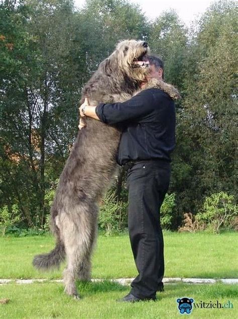 Grosser_Hund_oder_Kleiner_Mensch_ | Irish wolfhound dogs, Wolfhound dog, Irish wolfhound