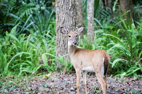 Rock Springs At Kelly Park: Beautiful Spring And Park – The Florida ...