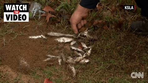 Fish fall from sky in rare weather phenomenon in Texarkana, Texas ...