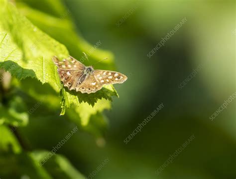 Speckled wood butterfly - Stock Image - C058/1931 - Science Photo Library