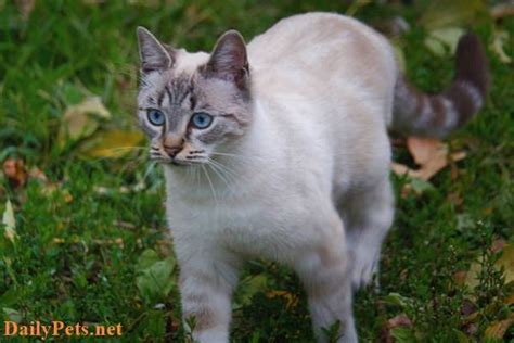 Ojos Azules Cat breed - Origin, Characteristic, Personality, Care