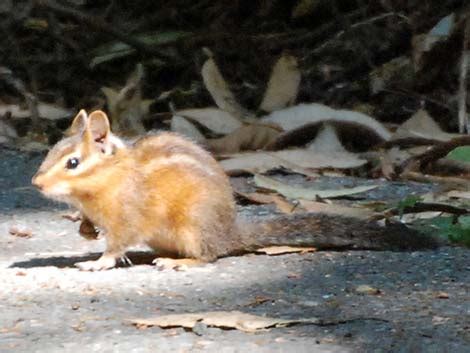 Wildlife Around Las Vegas, Siskiyou Chipmunk (Neotamias siskiyou)