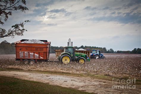 Cotton Harvest with Machinery in Cotton Field Photograph by Jo Ann ...