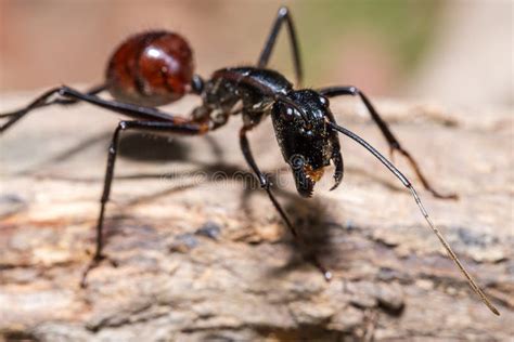 Tropical Giant Ant, Camponotus Gigas Stock Photo - Image of park, foliage: 10511584