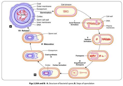 Bacterial Spores: Structure and Function