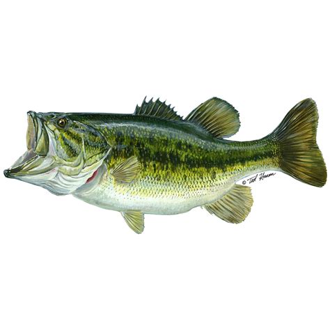 Largemouth Bass Vinyl Decal - Etsy