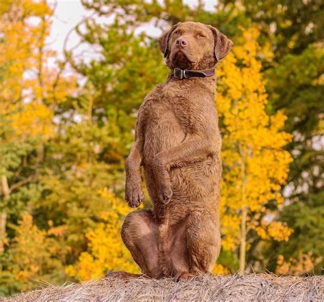 Chesapeake-Bay-Retriever-Breed-Info-Guide: Facts And Pictures | BARK