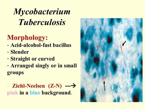 Mycobacteria - Prac. Microbiology