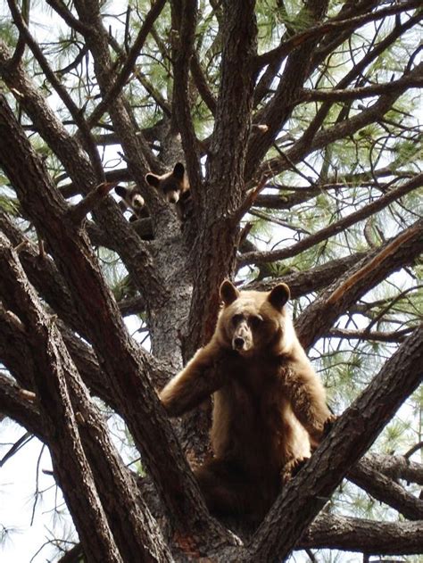 High bear activity along Huachuca Mountains eastern slope, wildlife officials say | Cochise ...