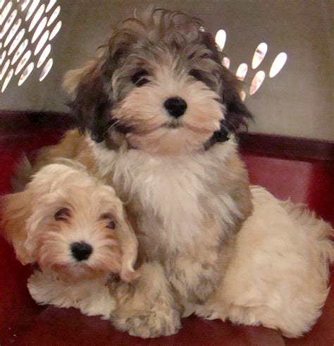 Havanese Puppies And Dogs Pictures Gallery - Pictures Of Animals 2016