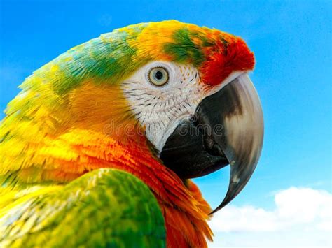 Macaw Parrot Tropical Bird stock image. Image of colorful - 60421143