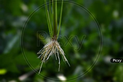 Image of Fibrous Root System Of Rice Plant-EM390643-Picxy