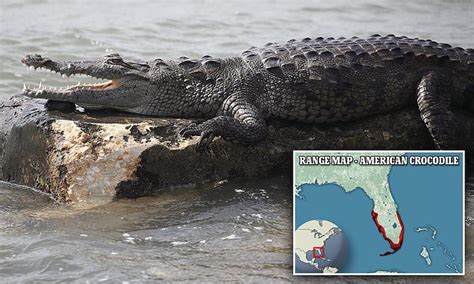 Florida seeing comeback of crocodiles as residents report reptile sightings in recent weeks