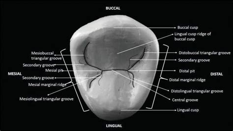 The Permanent Maxillary and Mandibular Premolar Teeth | IntechOpen The schematic description of ...