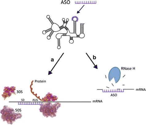 a Steric hindrance. An ASO fully substituted with 2′OMe residues are... | Download Scientific ...