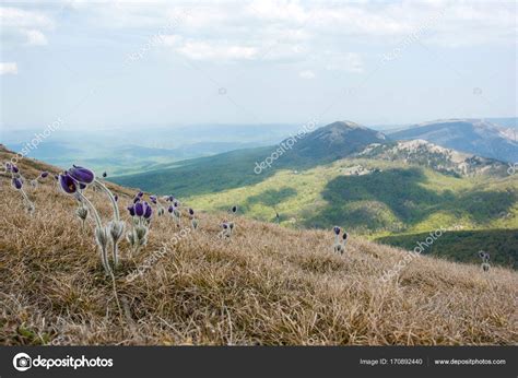 Spring flowers in mountains — Stock Photo © YuliyaKirayonakBO #170892440