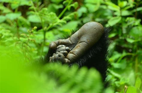 Gorilla Anatomy - Dian Fossey Gorilla Fund