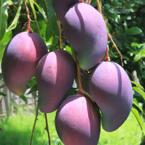 How to Grow Miyazaki Mango from Scratch: A Step-by-Step Cultivation Guide