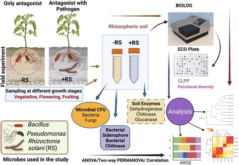 Frontiers | Functional interplay between antagonistic bacteria and ...