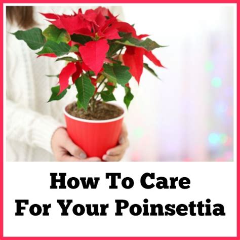 Poinsettia Care Tips