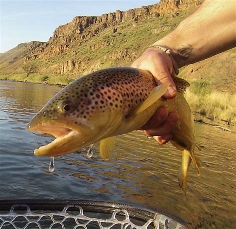 Owyhee River Fishing Report - May 16, 2016 | TRR Outfitters