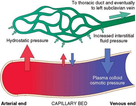 Edema - Definition, pathophysiology, causes, clinical features