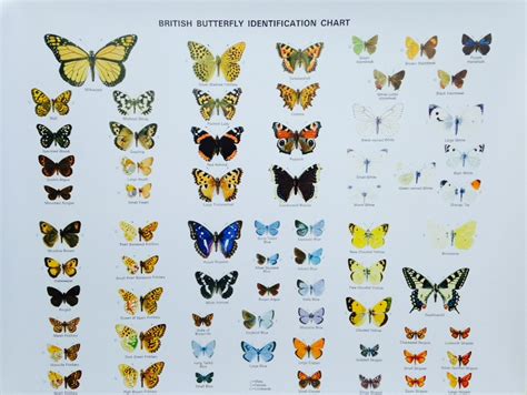 Identification Chart British Butterflies