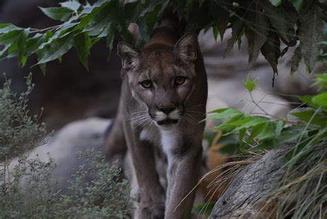 Mountain Lion on habitat at The Living Desert Zoo and Gardens | Mountain lion, North america ...