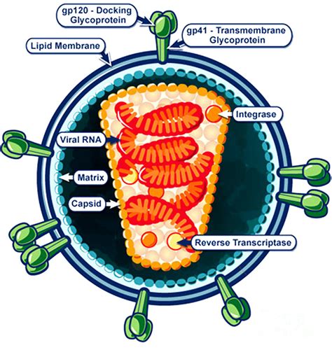 Hiv Virion Structure Photograph by Science Source | Pixels