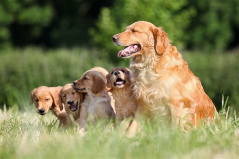 Golden Retriever cucciolo: quale allevamento e prezzo?